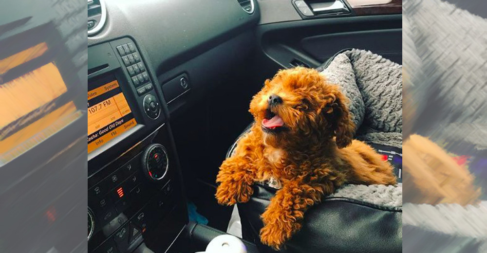 Casi ponen a dormir a esta pequeña perrita solo porque no podía ver