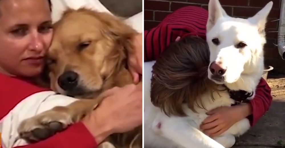 Las reacciones más emotivas de mascotas al reencontrarse con sus humanos tras varios meses Las reacciones más emotivas de mascotas al reencontrarse con sus humanos tras varios meses