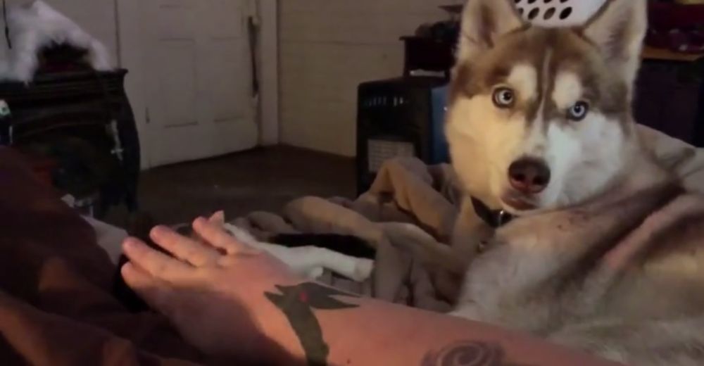 Este husky no permite que el gato tenga más atención que él… Hasta que recibe lo que merece Este husky no permite que el gato tenga más atención que él… Hasta que recibe lo que merece
