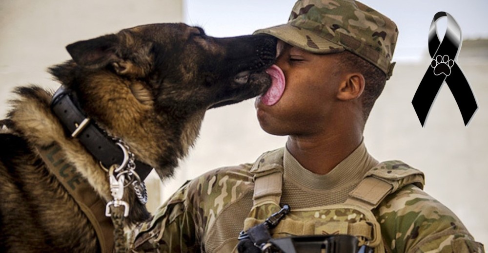 Finalmente sale a la luz el triste destino de Prince, el perro héroe de la guerra de Vietnam Finalmente sale a la luz el triste destino de Prince, el perro héroe de la guerra de Vietnam