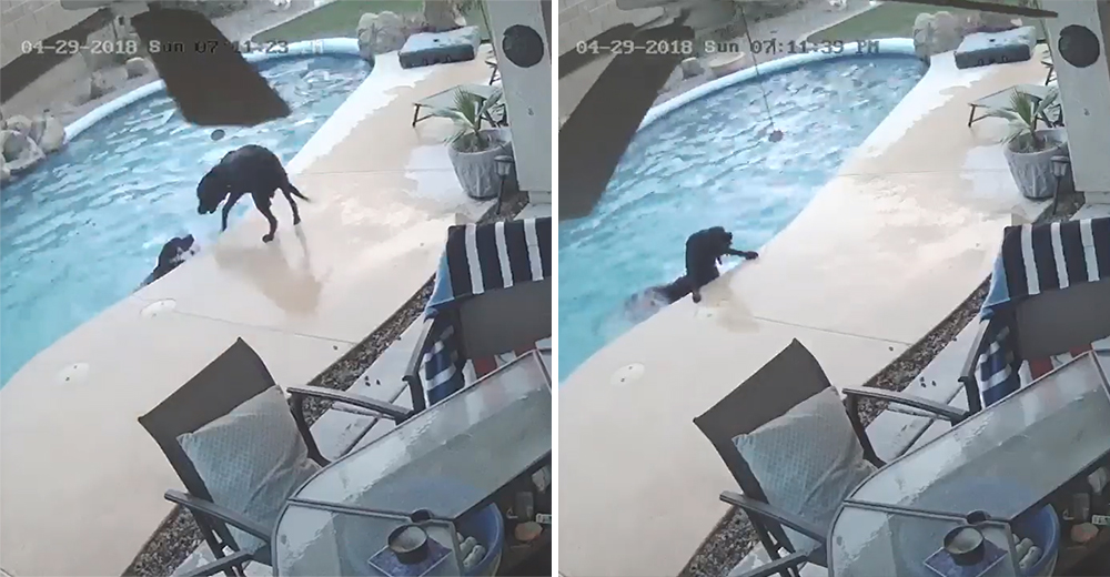 Smokey estaba a punto de ahogarse en la piscina, pero su valiente amigo se convirtió en su héroe