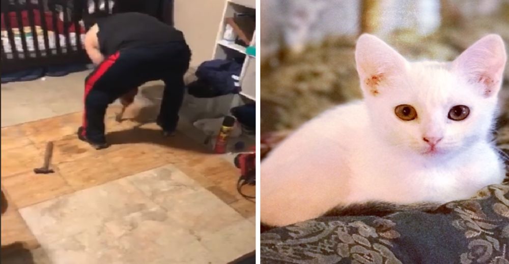 Destrozan el suelo de su casa para intentar salvar a su gatita que maullaba por ayuda