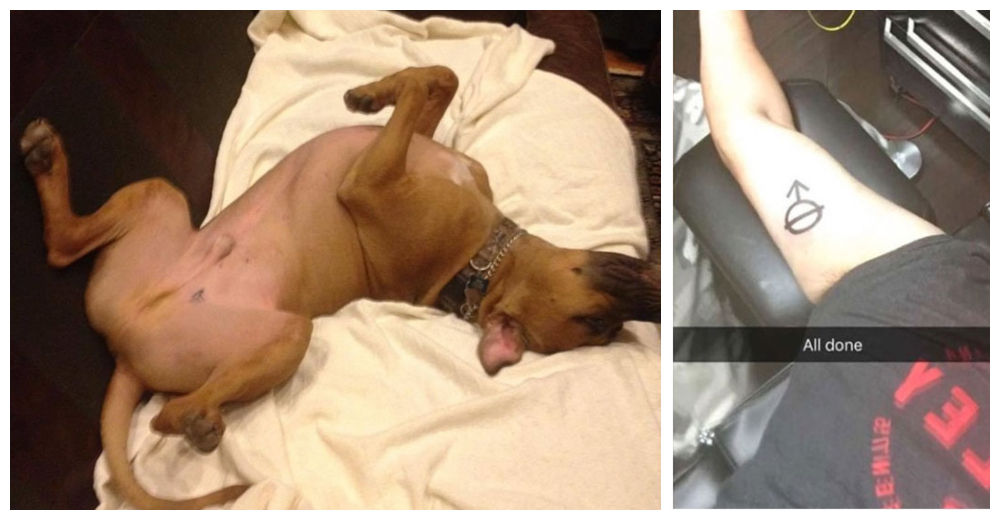 Un joven descubre un tatuaje en su perro y se hace uno igual sin saber su significado Un joven descubre un tatuaje en su perro y se hace uno igual sin saber su significado