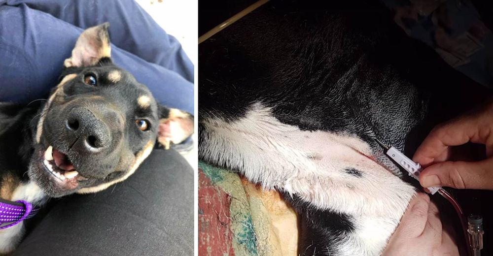 Los veterinarios hicieron todo por ayudarla, pero fue este perrito quien logró salvarla
