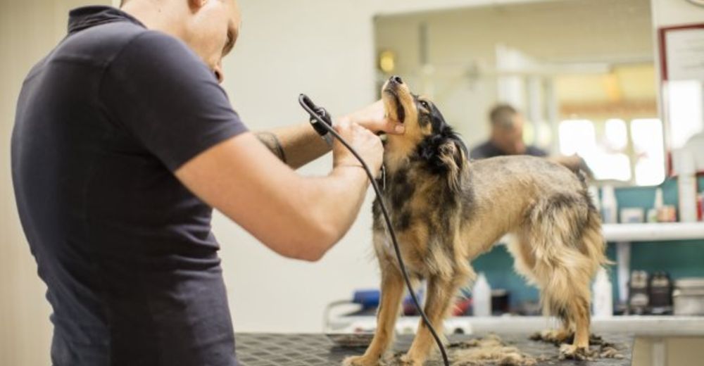 ¿Por qué afeitar a tu perro durante el verano podría resultar más dañino de lo que crees?