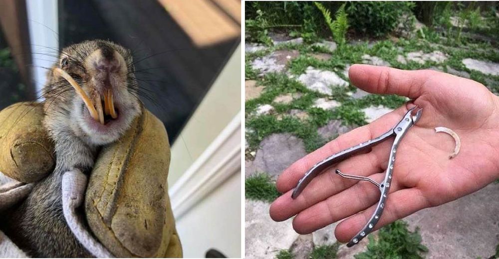 Los dientes de esta ardilla no paraban de crecer hasta que ella se armó de valor y los cortó Los dientes de esta ardilla no paraban de crecer hasta que ella se armó de valor y los cortó