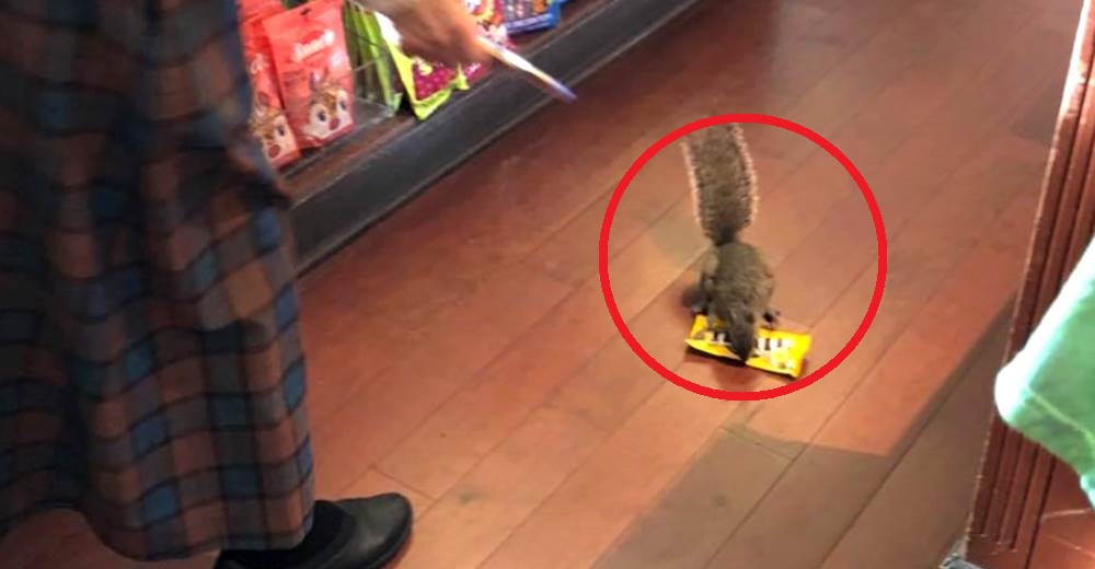 Una peculiar ladrona azota las tiendas de dulces en el parque Magic Kingdom de Disney