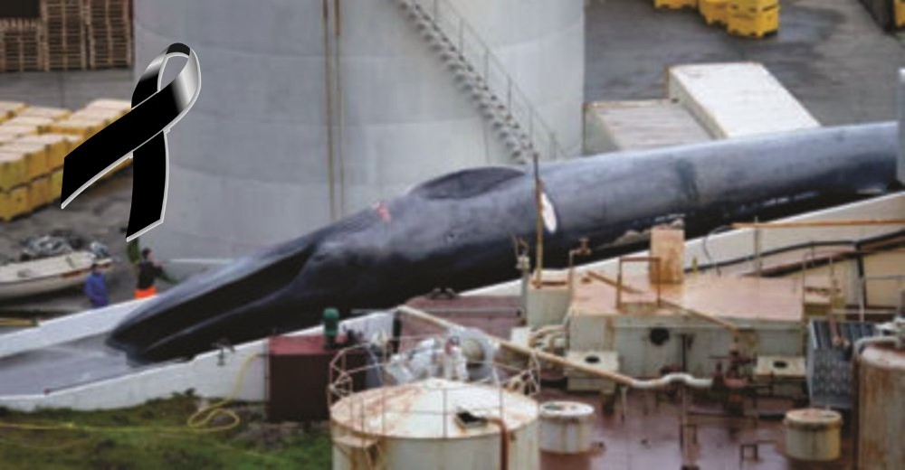 Una ballena extremadamente rara es asesinada impunemente por una empresa de Islandia Una ballena extremadamente rara es asesinada impunemente por una empresa de Islandia