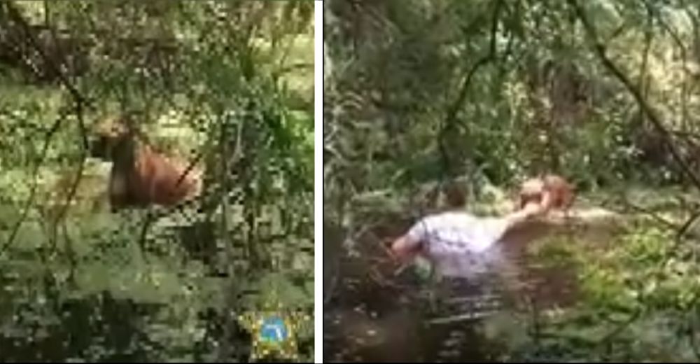 Un oficial arriesga su vida para salvar a un perro pese al riesgo de ser atacado por cocodrilos Un oficial arriesga su vida para salvar a un perro pese al riesgo de ser atacado por cocodrilos