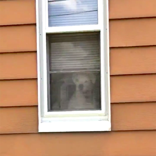 Boxer en la ventana