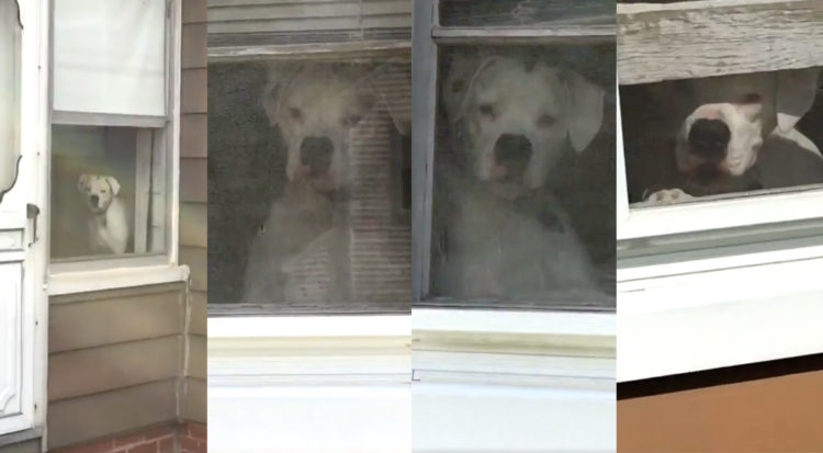 Boxer en la ventana