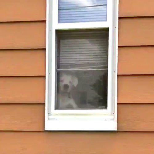 Boxer en la ventana