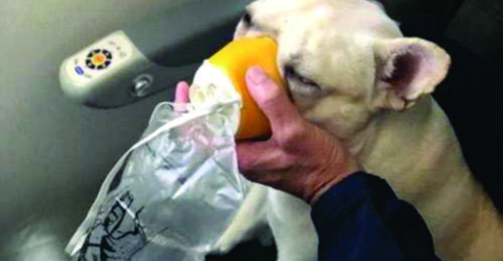 Heroicos asistentes le salvan la vida a una perrita bulldog en pleno vuelo de JetBlue