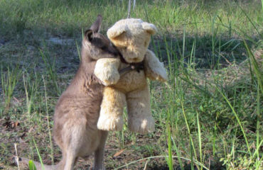 Canguro Oso Peluche
