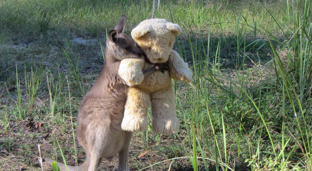Canguro Oso Peluche