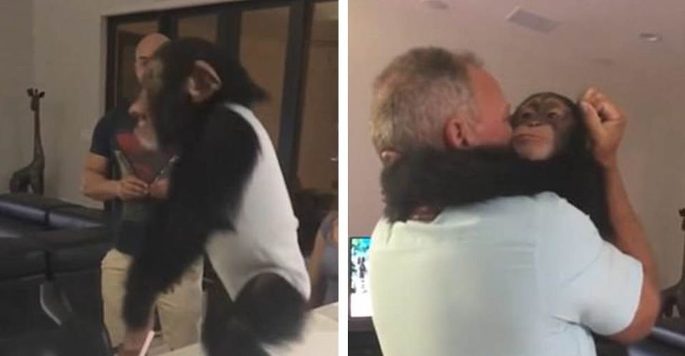 El conmovedor momento en que un chimpancé se reúne con sus «padres adoptivos»