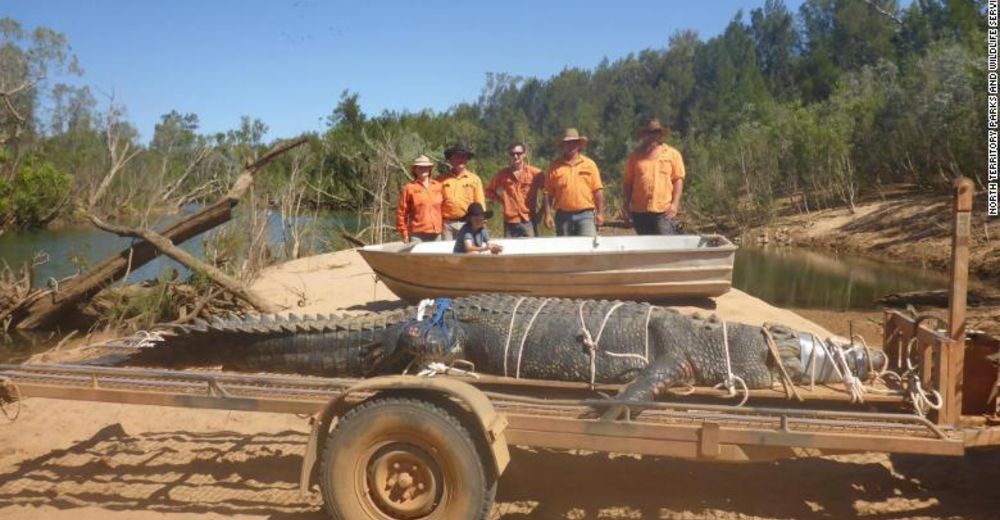 Impactante operativo para capturar a un cocodrilo gigante que ponía en peligro a una población