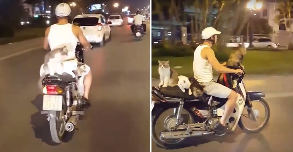 Enfrenta duras críticas tras ser sorprendido «paseando» en una moto a sus gatos sin protección