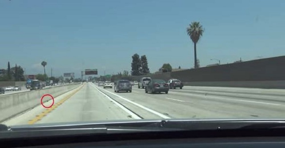 Yacía asustado y acurrucado a un lado de la autopista, solito jamás pudo haber cruzado Yacía asustado y acurrucado a un lado de la autopista, solito jamás pudo haber cruzado