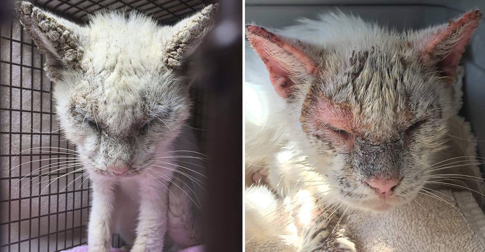 Rescatan a un gato muy enfermo, se quedan en shock cuando abre sus ojos