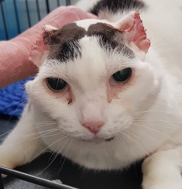 Mi Gata Se Rasca Mucho La Oreja