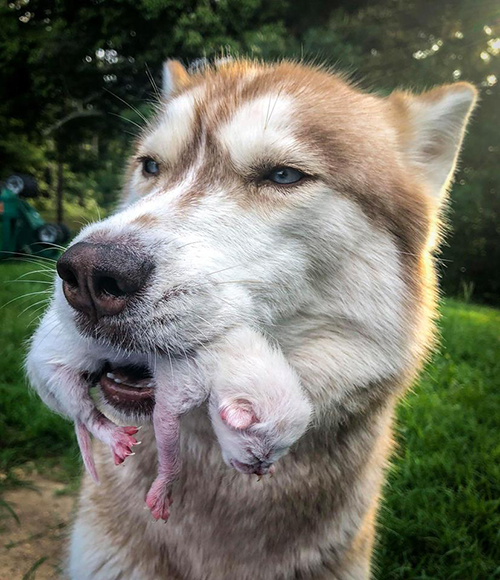 Husky salva gatitos