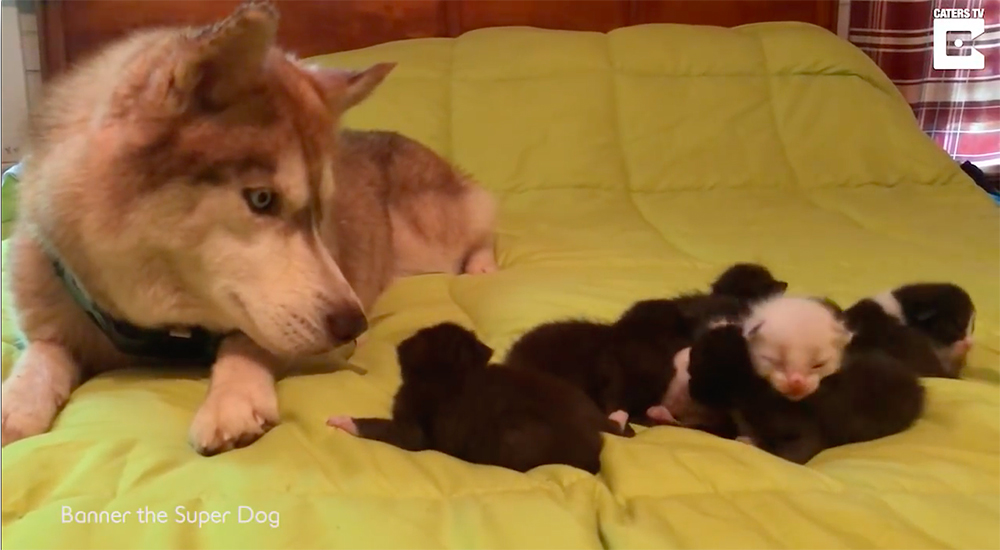 Husky salva gatitos