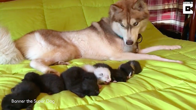 Husky salva gatitos