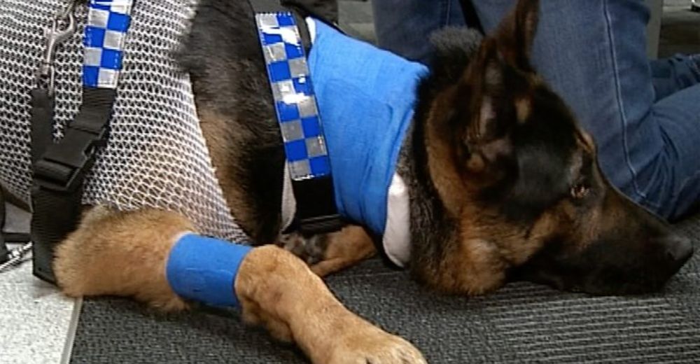 Un perro policía casi pierde la vida por culpa de un desalmado, pero una heroína salvó su vida