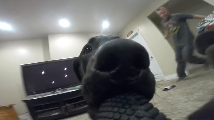 Labrador GoPro