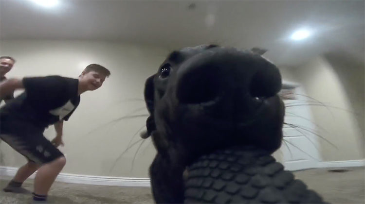 Labrador GoPro