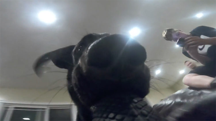 Labrador GoPro