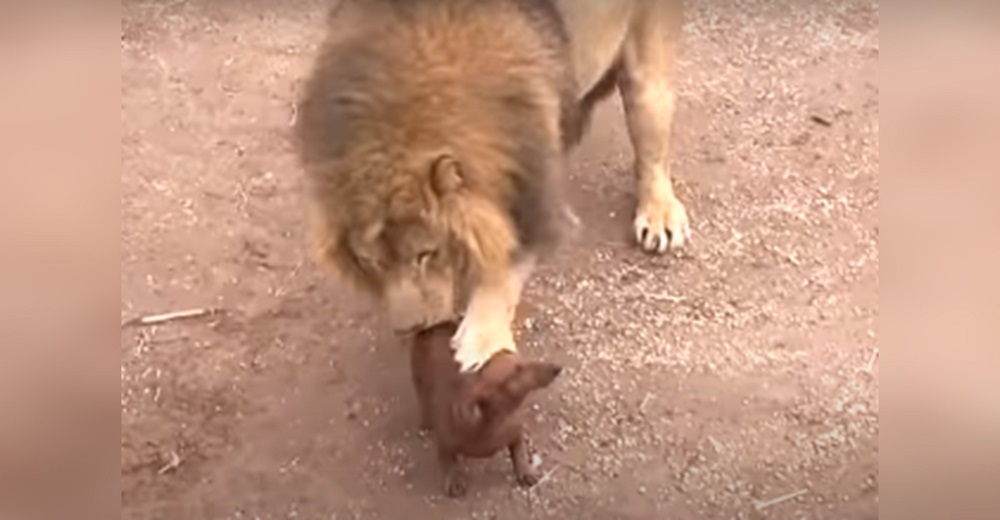 Él es el Rey de la Selva y es grabado mientras persigue a un indefenso perrito Daschund Él es el Rey de la Selva y es grabado mientras persigue a un indefenso perrito Daschund