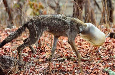 Lobo India