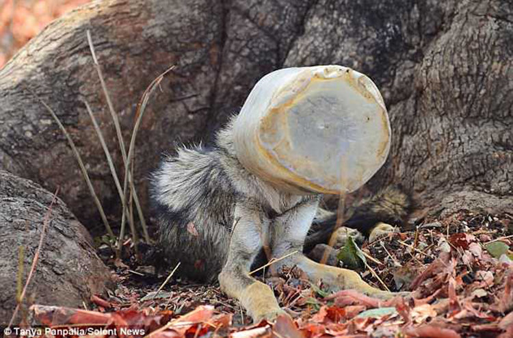 Lobo India