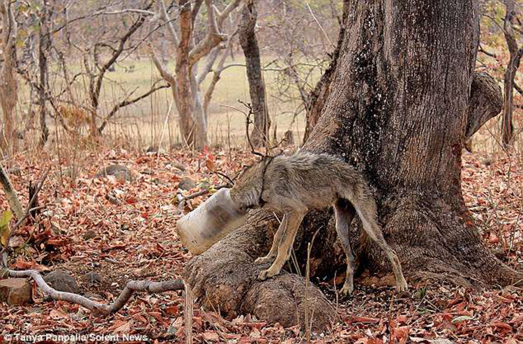 Lobo India