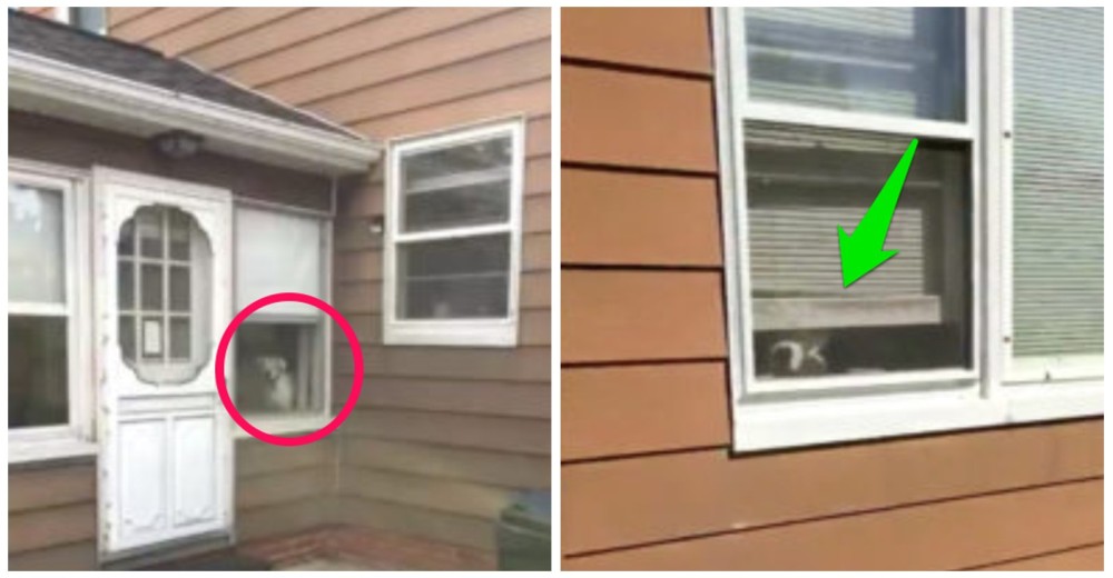 Graban a la desolada perrita que no deja de mirar por la ventana a su dueño presintiendo lo peor Graban a la desolada perrita que no deja de mirar por la ventana a su dueño presintiendo lo peor