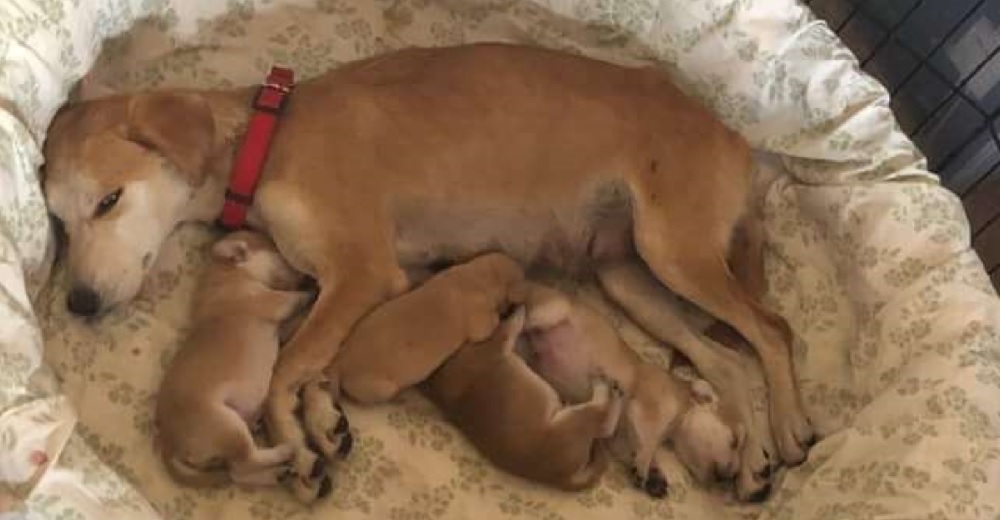 Perrita callejera hallada en el desierto guía a los rescatistas hasta sus cachorros escondidos