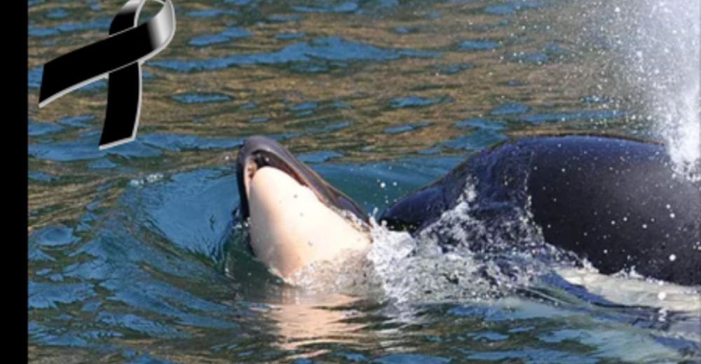 Una mamá orca se niega a separarse de su bebé muerto y lo mantiene a flote durante días Una mamá orca se niega a separarse de su bebé muerto y lo mantiene a flote durante días