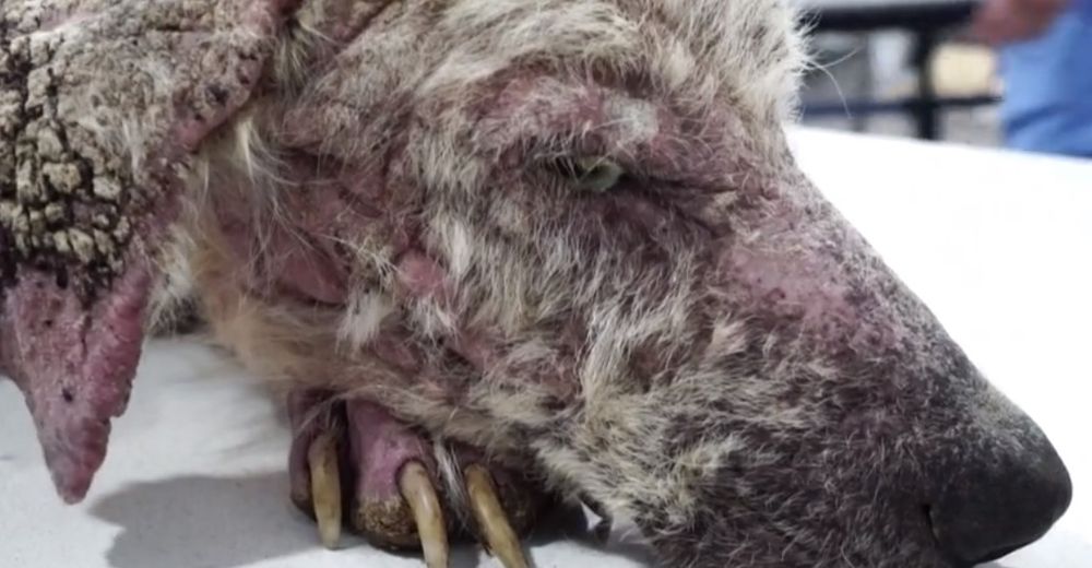 La milagrosa recuperación de Merlin, el valiente perrito que todos daban por muerto… La milagrosa recuperación de Merlin, el valiente perrito que todos daban por muerto…