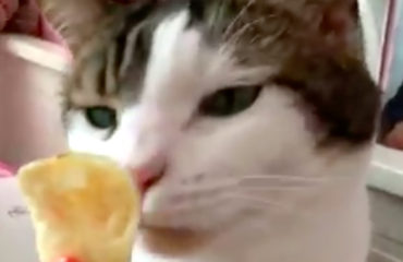 Missy Salt and Vinegar Chip