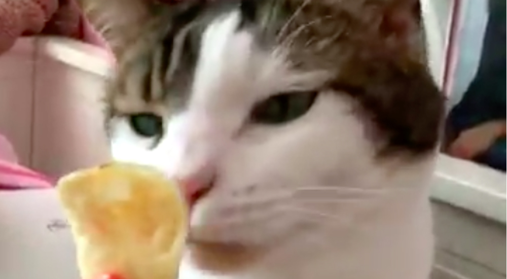 Missy Salt and Vinegar Chip