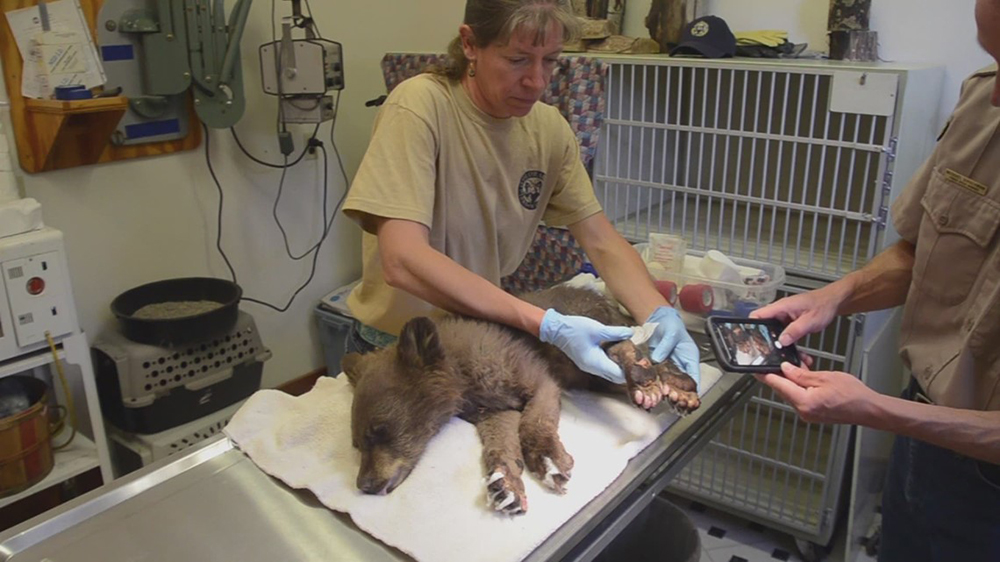 Smokey, la valiente osita huérfana que logra sobrevivir a un enorme incendio en Colorado Smokey, la valiente osita huérfana que logra sobrevivir a un enorme incendio en Colorado
