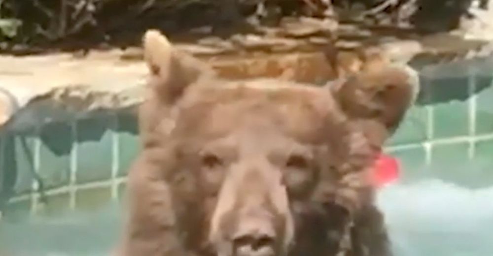 Un descarado oso invade una casa, se sumerge en el jacuzzi, bebe un margarita y hace la siesta