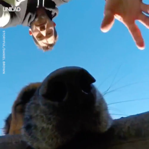 Pastor Alemán GoPro