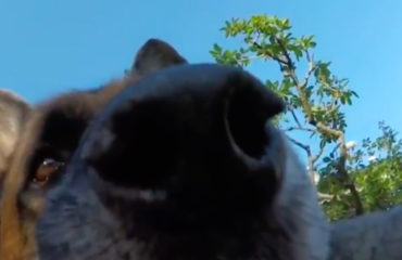 Pastor Alemán GoPro