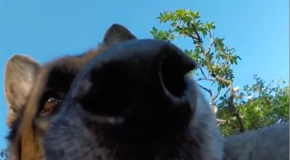 Un travieso pastor alemán se graba a sí mismo huyendo con una GoPro y se resiste a devolverla