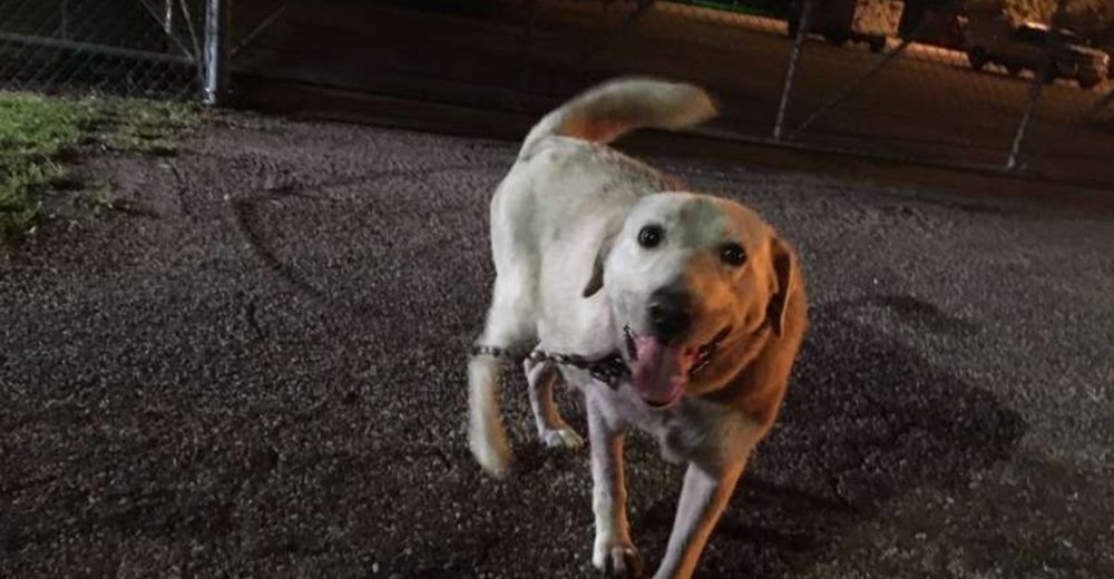 Encadenan a una perrita embarazada a la entrada de un refugio en medio de la noche Encadenan a una perrita embarazada a la entrada de un refugio en medio de la noche