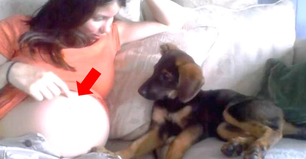 La «seria» conversación que tiene esta mamá con su cachorrita sobre su barriga se hace viral