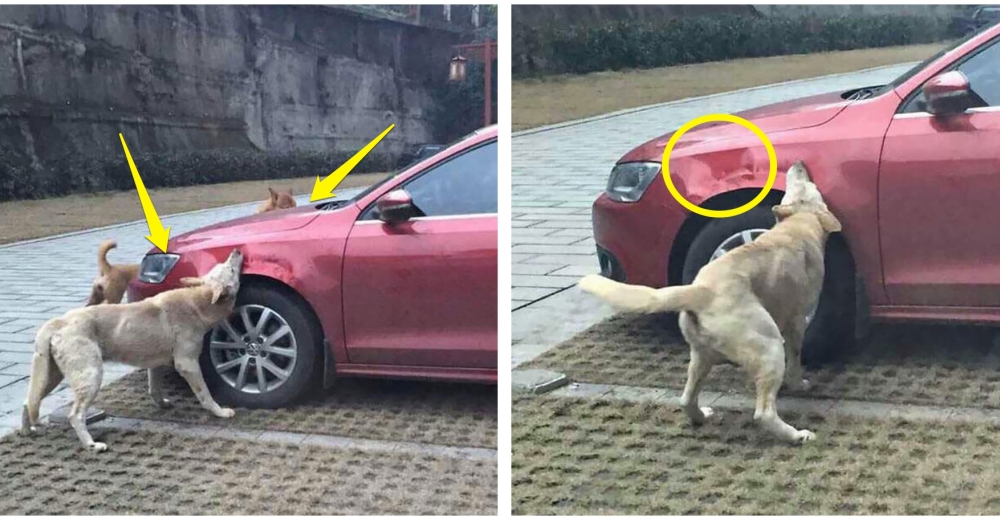 Este perro y sus amigos destrozan el auto de un hombre que los había golpeado